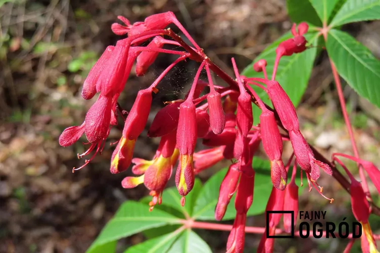 Kasztanowiec krwisty