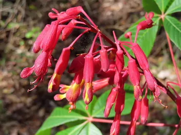 Ilustracja rośliny kasztanowiec krwisty