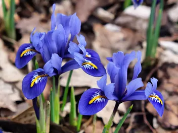 Kosaciec żyłkowany - zdjęcie 2