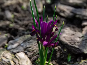 Kosaciec żyłkowany - zdjęcie 3