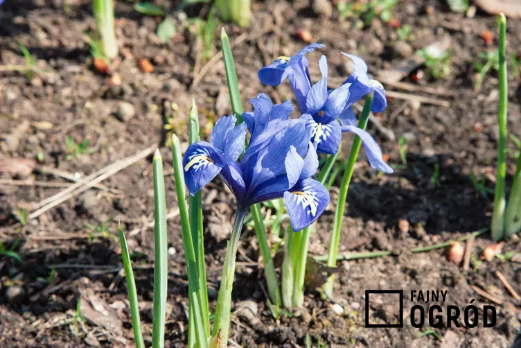 Kosaciec żyłkowany