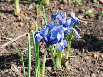 Kosaciec żyłkowany - zdjęcie 4