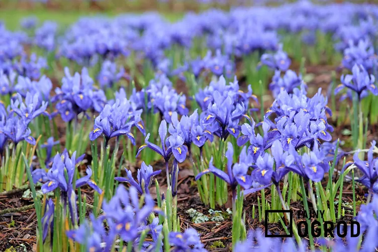 Kosaciec żyłkowany - zdjęcie 5