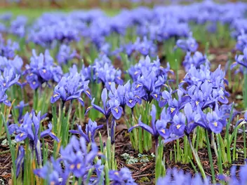 Kosaciec żyłkowany - zdjęcie 5