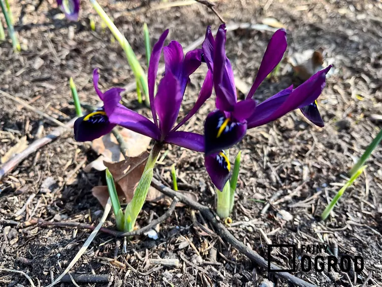 Kosaciec żyłkowany