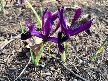 Ilustracja rośliny kosaciec żyłkowany