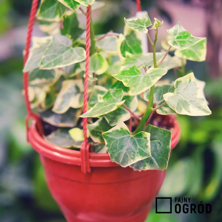 starzec-bluszczolistny-4 Starzec bluszczolistny