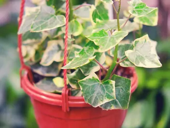 Zdjęcie ilustrujące starzec bluszczolistny