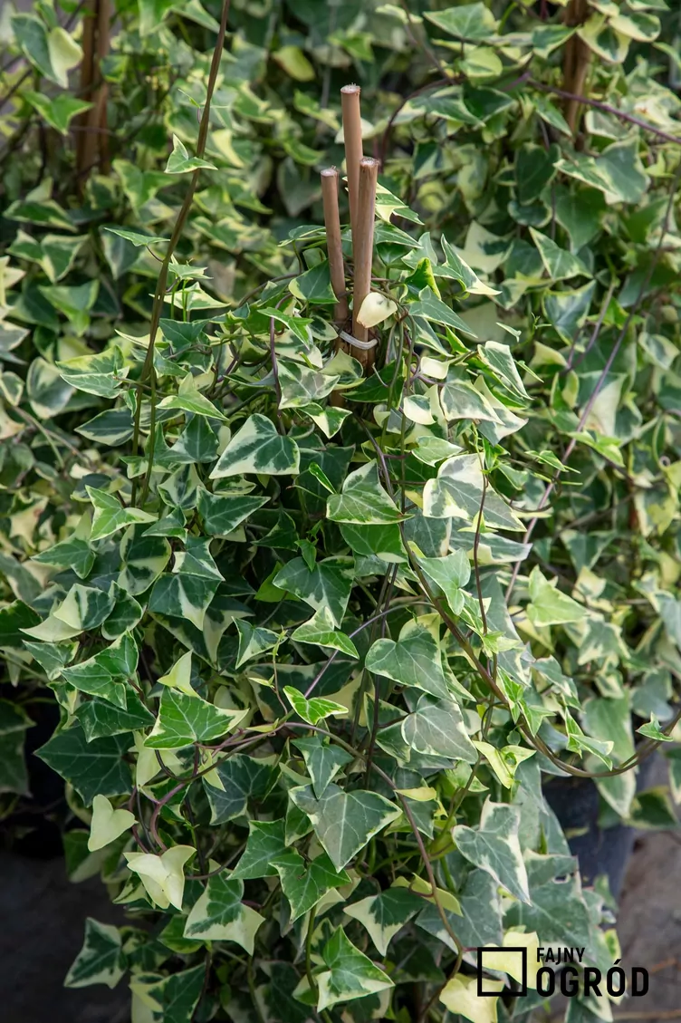 Zdjęcie przedstawia starzec bluszczolistny