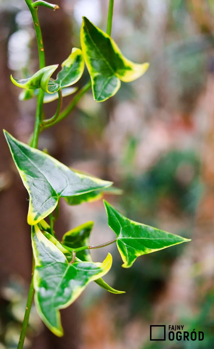 Bluszcz margerytkowy