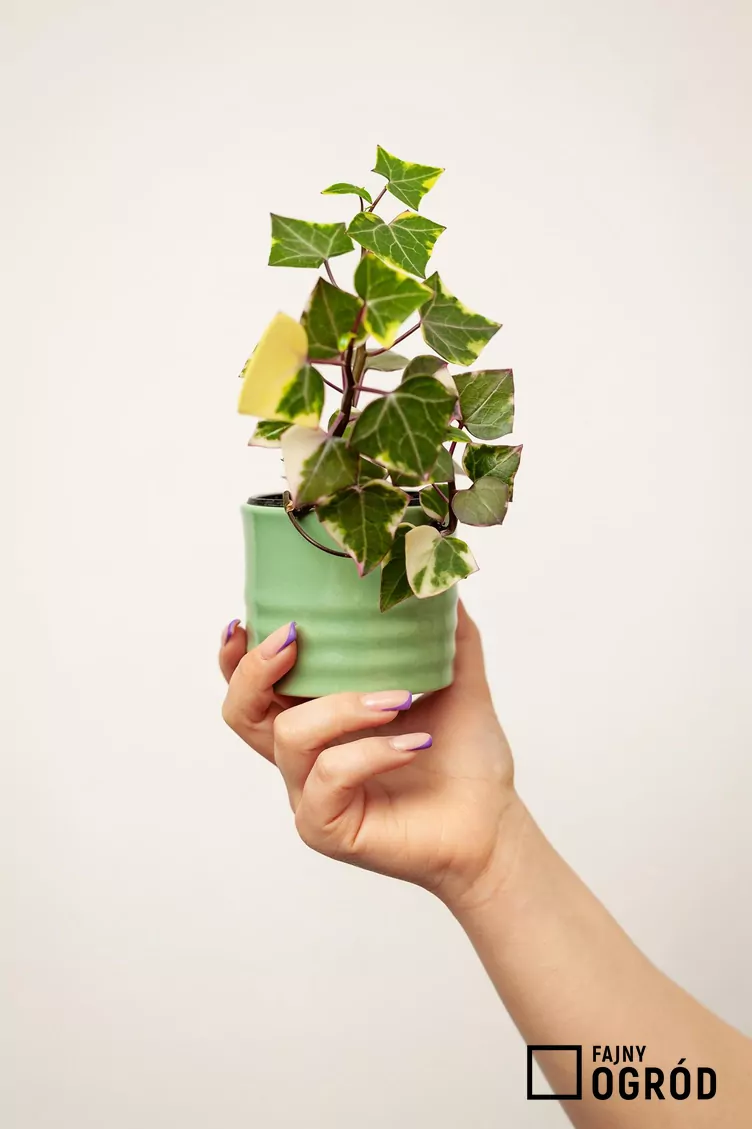 Starzec bluszczolistny - zdjęcie 5