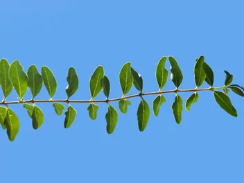 Ligustr chiński - zdjęcie 2