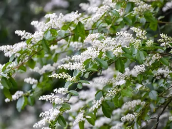 Ligustr chiński - zdjęcie 3