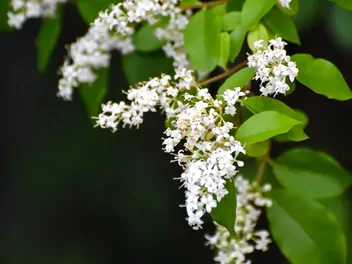 Ligustr chiński - zdjęcie 4