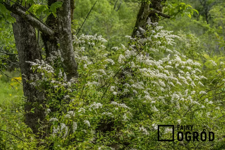 Ligustr chiński - zdjęcie 5