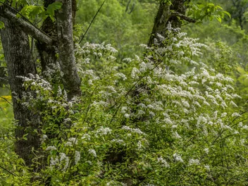 Ligustr chiński - zdjęcie 5