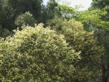 Ilustracja rośliny ligustr chiński