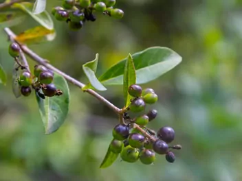 Ligustr pospolity - zdjęcie 2