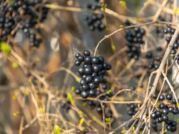 Ligustr pospolity - zdjęcie 3