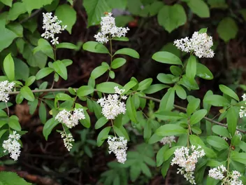 Ligustr pospolity - zdjęcie 4