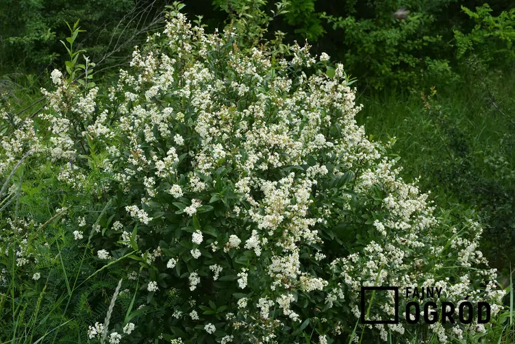 Ligustr pospolity - zdjęcie 5