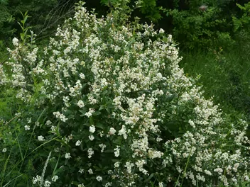 Ligustr pospolity - zdjęcie 5