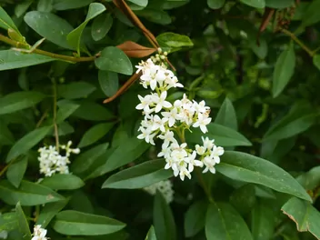 Ilustracja rośliny ligustr pospolity