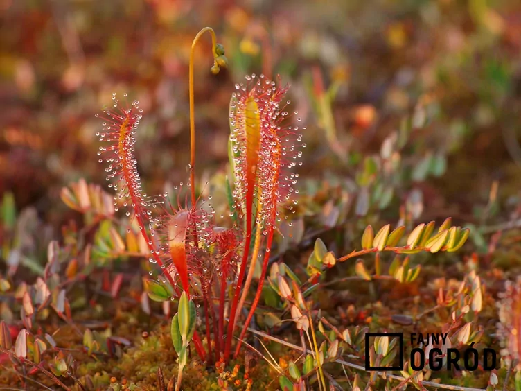 rosiczka-dlugolistna-1 Rosiczka długolistna