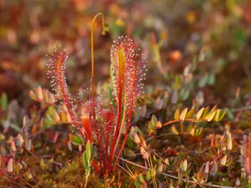 Ilustracja rośliny rosiczka długolistna