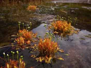 Rosiczka długolistna - zdjęcie 2