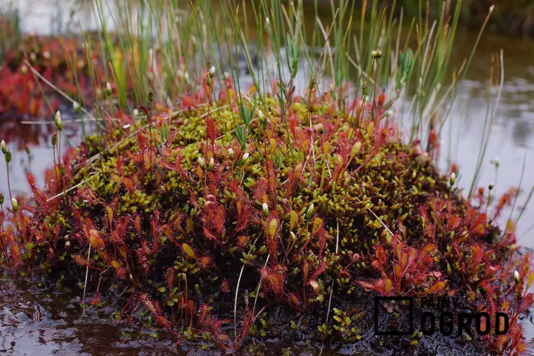 Rosiczka długolistna