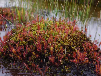 Rosiczka długolistna - zdjęcie 3