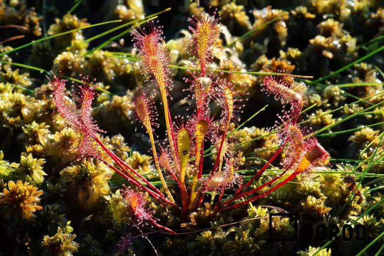 Rosiczka długolistna