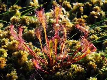 Rosiczka długolistna - zdjęcie 4