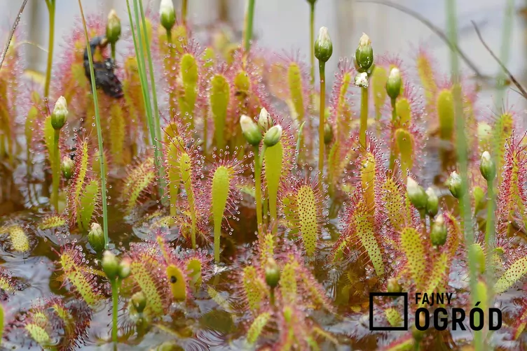 Rosiczka długolistna - zdjęcie 5