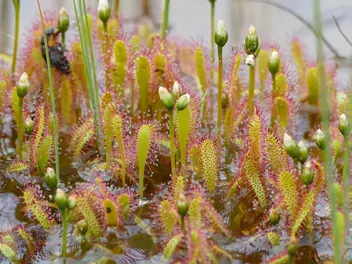 Rosiczka długolistna - zdjęcie 5