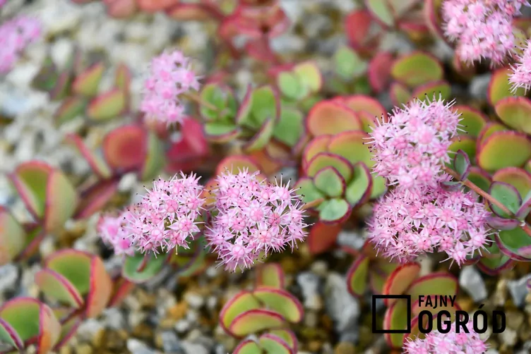 Rozchodnikowiec Siebolda