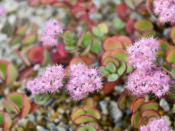 Ilustracja rośliny rozchodnikowiec siebolda