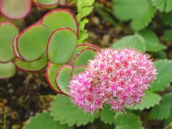 Rozchodnikowiec Siebolda - zdjęcie 2