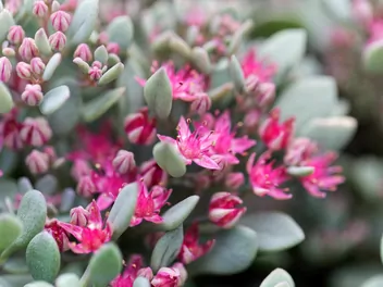 Rozchodnikowiec Siebolda - zdjęcie 3