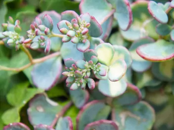 Rozchodnikowiec Siebolda - zdjęcie 4