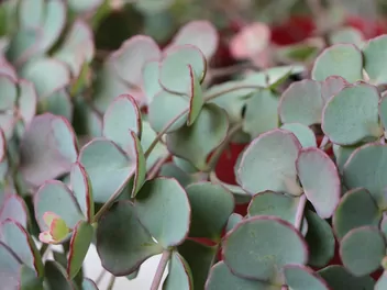 Rozchodnikowiec Siebolda - zdjęcie 5