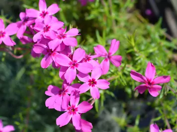 Floks Douglasa - zdjęcie 3