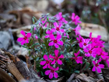 Floks Douglasa - zdjęcie 4