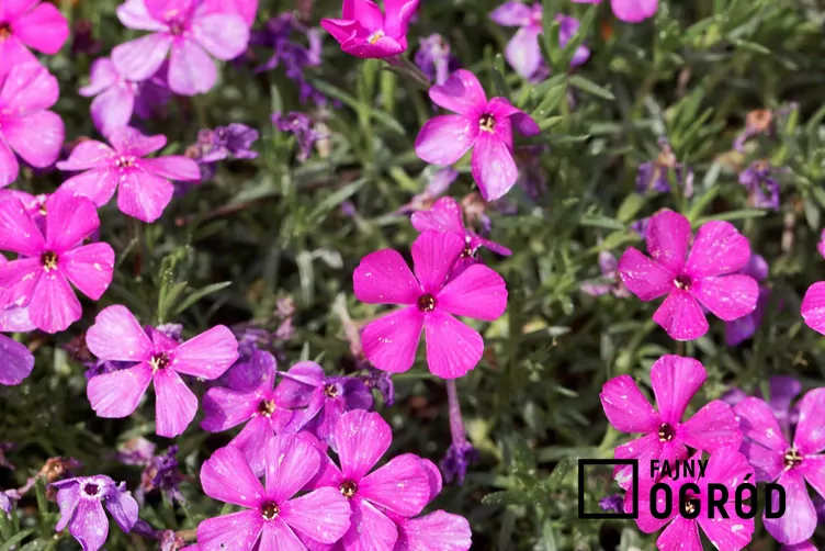 Floks Douglasa - zdjęcie 5