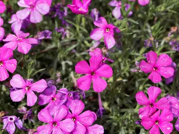 Floks Douglasa - zdjęcie 5