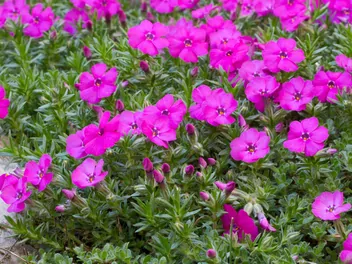 Ilustracja rośliny floks douglasa