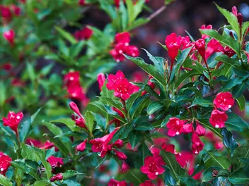 Krzewuszka cudowna 'Red Prince' - zdjęcie 2