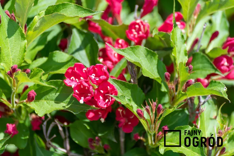 Krzewuszka cudowna 'Red Prince'