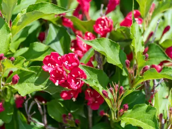 Krzewuszka cudowna 'Red Prince' - zdjęcie 3